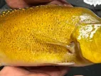 Golden Peacock Bass