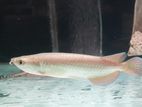 Golden Pearl Arowana Fish