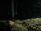 Golden Pearl Arowana
