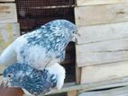 Golden pigeon