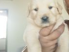 Golden Retriever Puppy