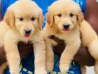 Golden Retriever Puppy