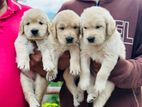 Golden Puppy