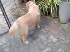 Golden Retriever For Crossing