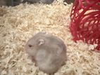 Golden Red Eye Dwarf Hamster