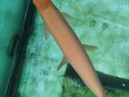 Golden Red eye Fish