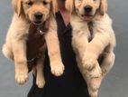Golden Retriever Puppies