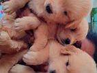 Golden Retriever Puppies