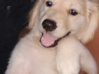 Golden Retriever Puppies