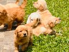 Golden retirever puppies