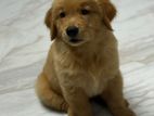 Golden Retriever Male Puppy