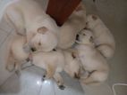 Golden Retiver Puppies