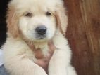 Golden Retreiever Mother with Puppy