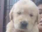 Golden Retriever Puppies