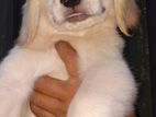 Golden Retriever Female Puppy
