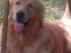Golden Retreiver Male Dog for Stud