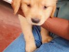 Golden Retreiver Puppy
