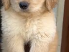 Golden Retriever Puppy