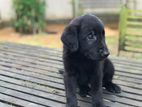 Golden Retriever Mix Puppies