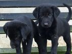 Golden Retriever Mix Puppies