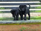 Golden Retriever Mix Puppies