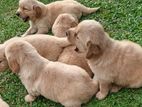 Golden Retriever Puppies