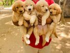 Golden Retriever Puppies