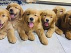 Golden Retrever