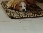 Golden Retrever Mix Dog for Kind Home