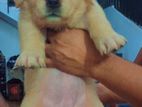 Golden Retriever Puppy