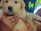 Golden Retriever Puppy