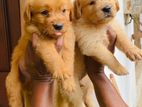 Golden Retriever Puppy