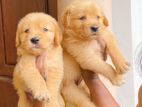 Golden retriever puppies