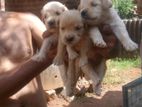 Golden Retriever Puppys