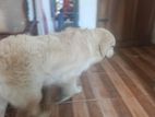 Golden Retriever for Crossing