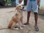 Golden Retrieve Dog