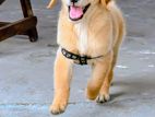 Golden Retriever Puppy