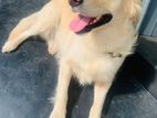 Golden Retriever Puppy