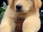 Golden Retriever Puppies