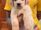 Golden Retriever Puppies