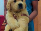 Golden Retriever puppy