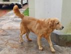 Golden Retriever Dog