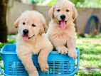 Golden Retriever Puppy