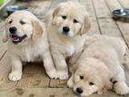 Golden Retriever Puppies