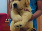 Golden Retriever Puppy