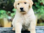 Golden Retriever Puppy