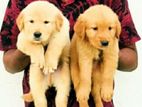 Golden Retriever Puppies