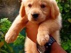 Golden Retriever Puppies