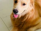 Golden retrieve male dog for crossing