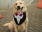 Golden Retrieve Male Dog for Crossing